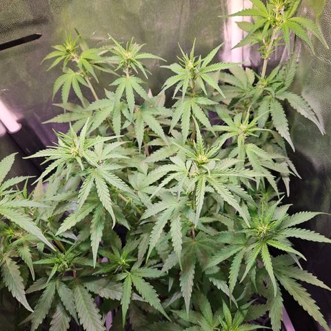 Runtz Auto #1 growlog timeline photo