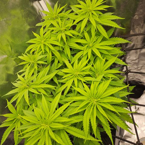 "Blockberry" #1 growlog timeline photo