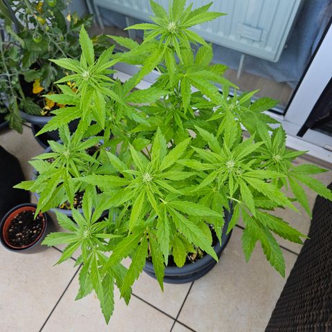 Taison Auto growlog timeline photo