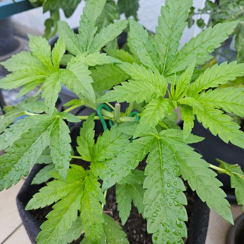 "Blockberry" #2 growlog timeline photo