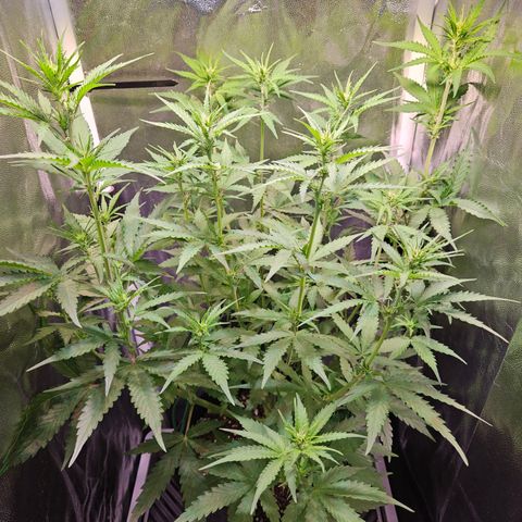 Runtz Auto #1 growlog timeline photo