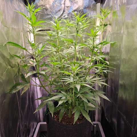 Runtz Auto #1 growlog timeline photo