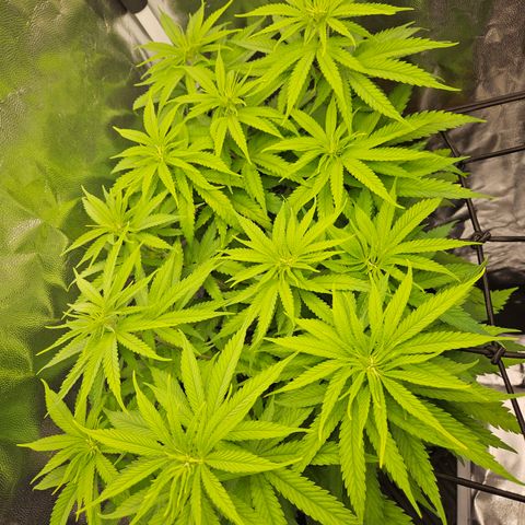 "Blockberry" #1 growlog timeline photo