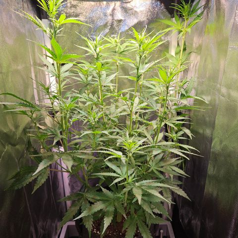 Runtz Auto #1 growlog timeline photo