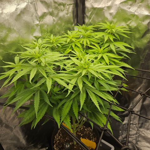 "Blockberry" #1 growlog timeline photo