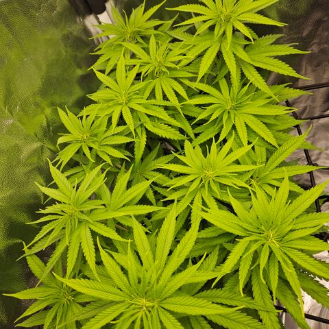 "Blockberry" #1 growlog timeline photo