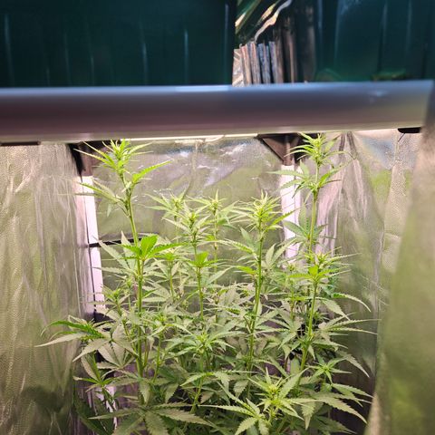 Runtz Auto #1 growlog timeline photo