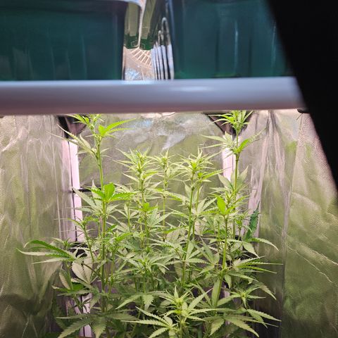 Runtz Auto #1 growlog timeline photo