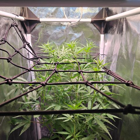 Runtz Auto #1 growlog timeline photo