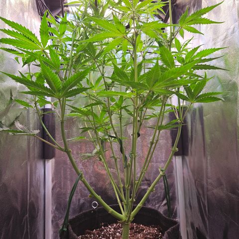 Runtz Auto #1 growlog timeline photo