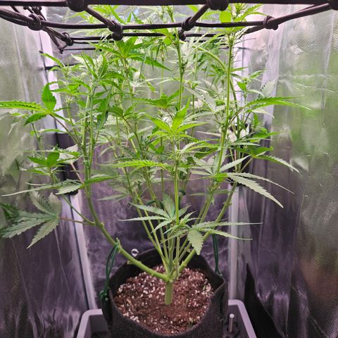 Runtz Auto #1 growlog timeline photo