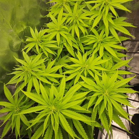 "Blockberry" #1 growlog timeline photo