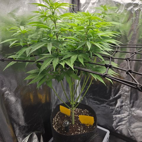 "Blockberry" #1 growlog timeline photo