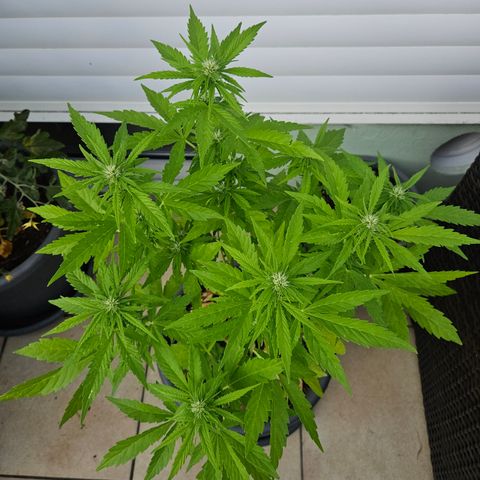 Taison Auto growlog timeline photo
