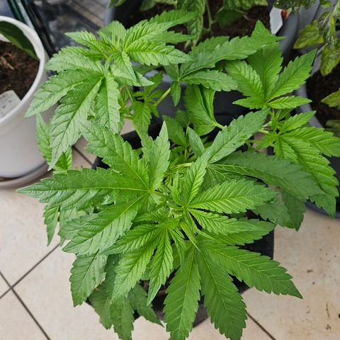 "Blockberry" #2 growlog timeline photo