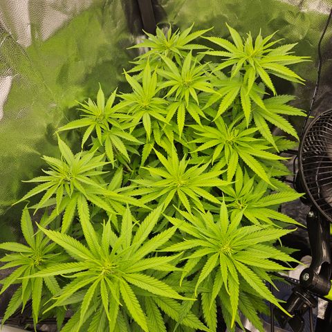 "Blockberry" #1 growlog timeline photo