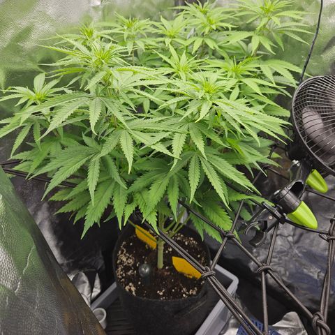 "Blockberry" #1 growlog timeline photo