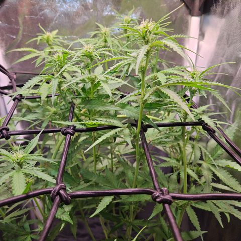 Runtz Auto #1 growlog timeline photo