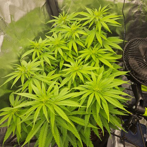 "Blockberry" #1 growlog timeline photo