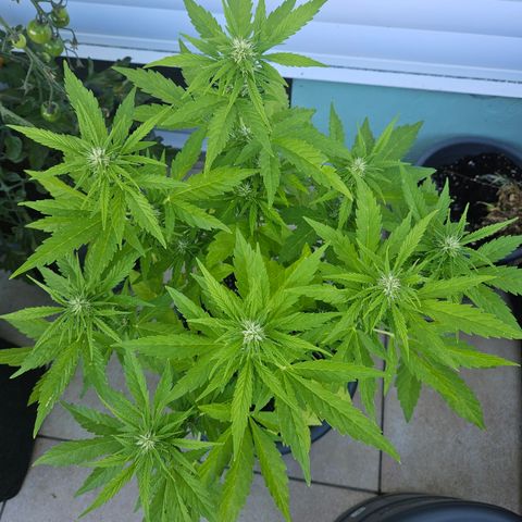 Taison Auto growlog timeline photo