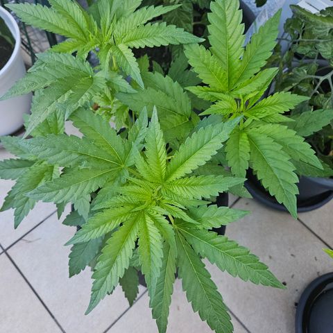 "Blockberry" #2 growlog timeline photo