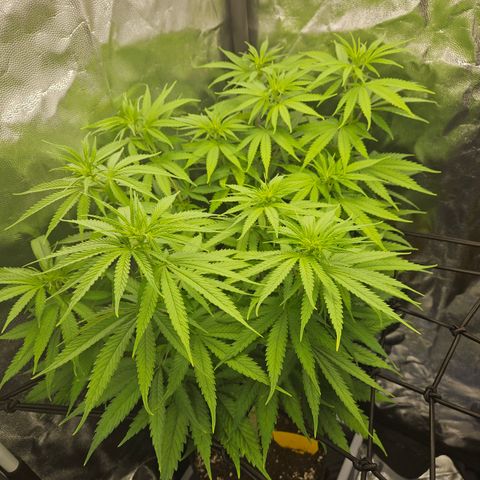 "Blockberry" #1 growlog timeline photo