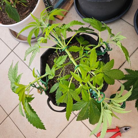 "Blockberry" #2 growlog timeline photo