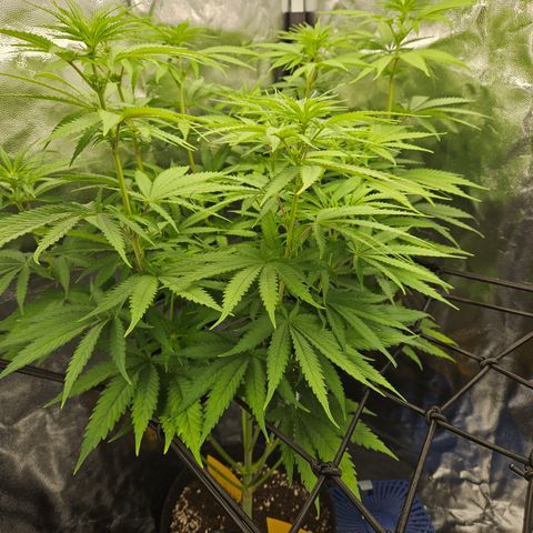 "Blockberry" #1 growlog timeline photo