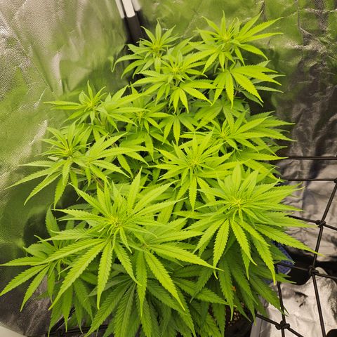 "Blockberry" #1 growlog timeline photo