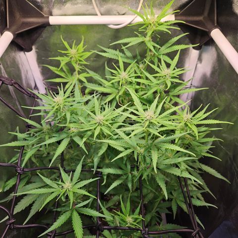 Runtz Auto #1 growlog timeline photo