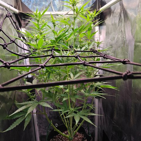 Runtz Auto #1 growlog timeline photo