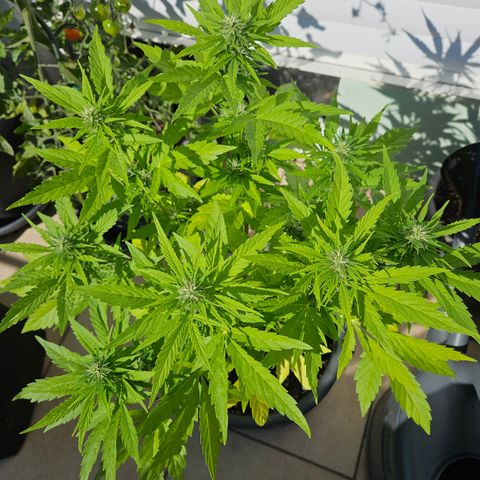 Taison Auto growlog timeline photo