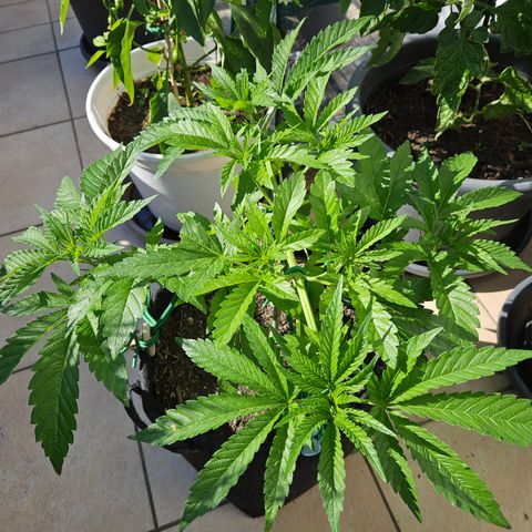 "Blockberry" #2 growlog timeline photo