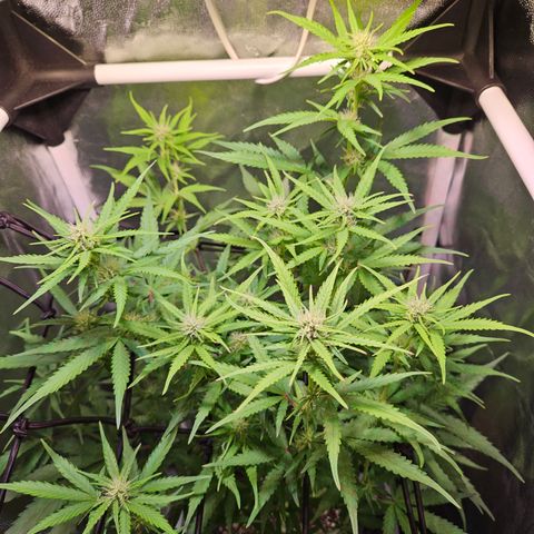 Runtz Auto #1 growlog timeline photo