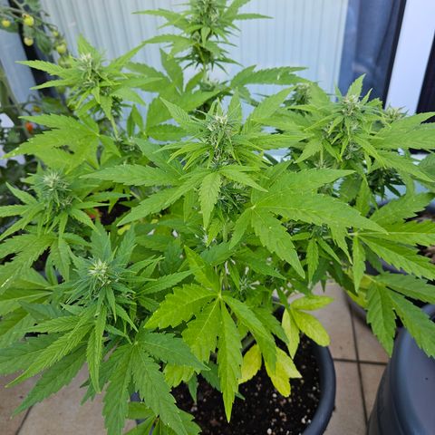 Taison Auto growlog timeline photo