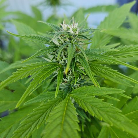 Taison Auto growlog timeline photo