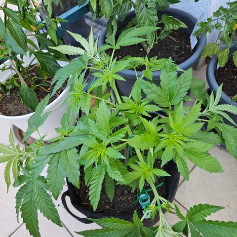 "Blockberry" #2 growlog timeline photo