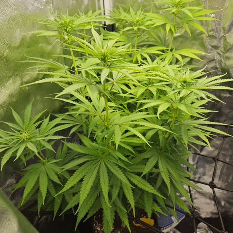 "Blockberry" #1 growlog timeline photo