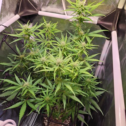 Runtz Auto #1 growlog timeline photo