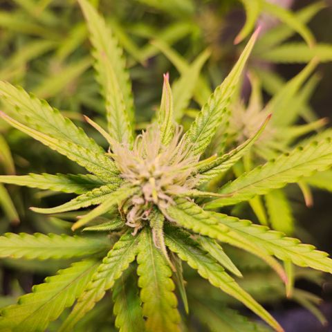 Runtz Auto #1 growlog timeline photo