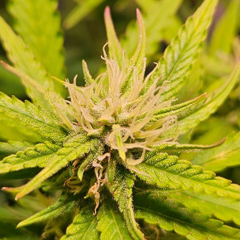 Runtz Auto #1 growlog timeline photo