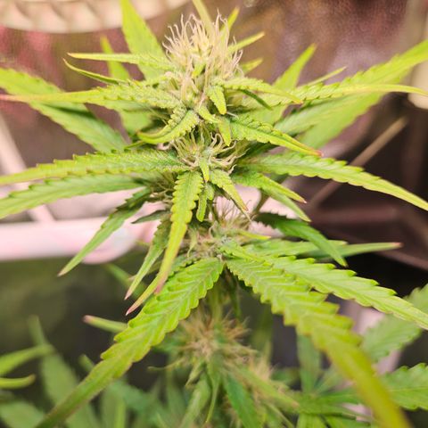 Runtz Auto #1 growlog timeline photo