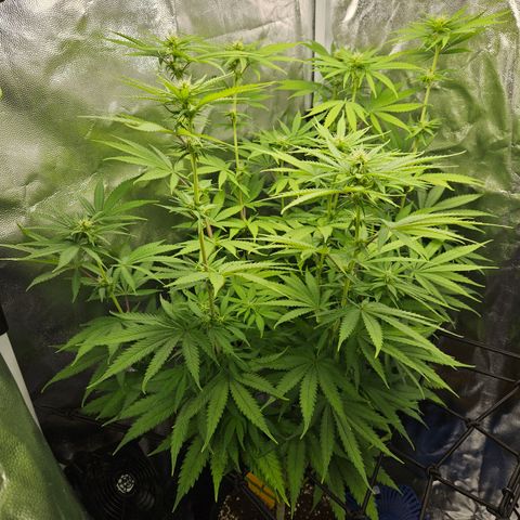 "Blockberry" #1 growlog timeline photo