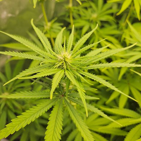 "Blockberry" #1 growlog timeline photo