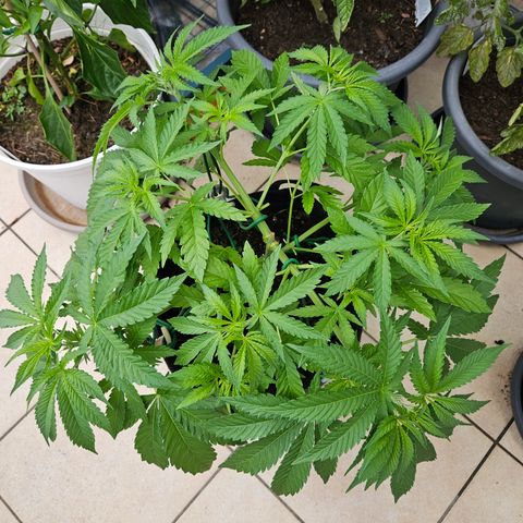 "Blockberry" #2 growlog timeline photo