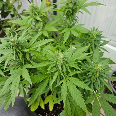 Taison Auto growlog timeline photo