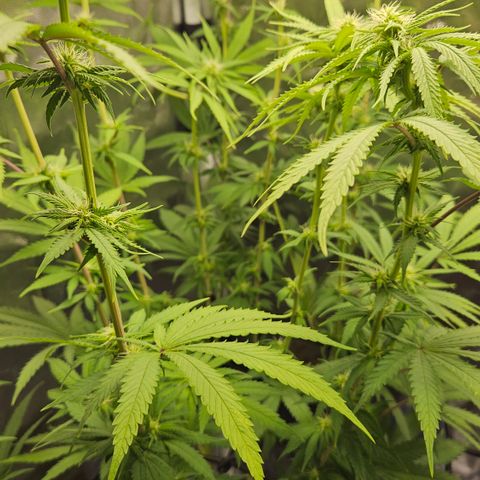 "Blockberry" #1 growlog timeline photo