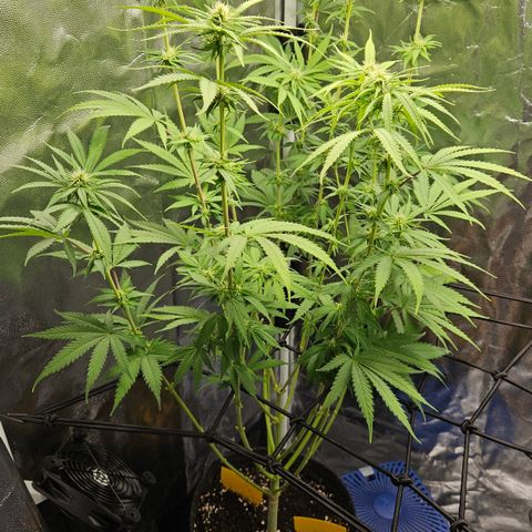 "Blockberry" #1 growlog timeline photo