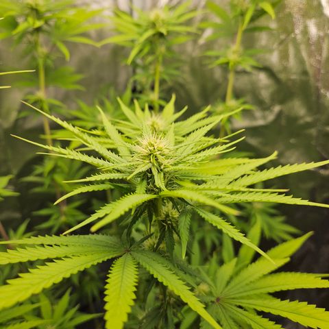 "Blockberry" #1 growlog timeline photo