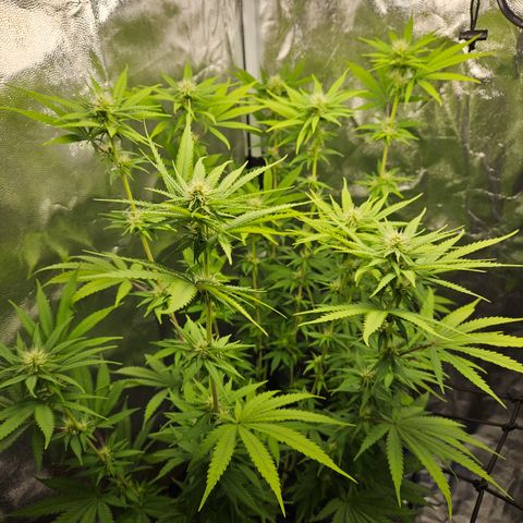 "Blockberry" #1 growlog timeline photo